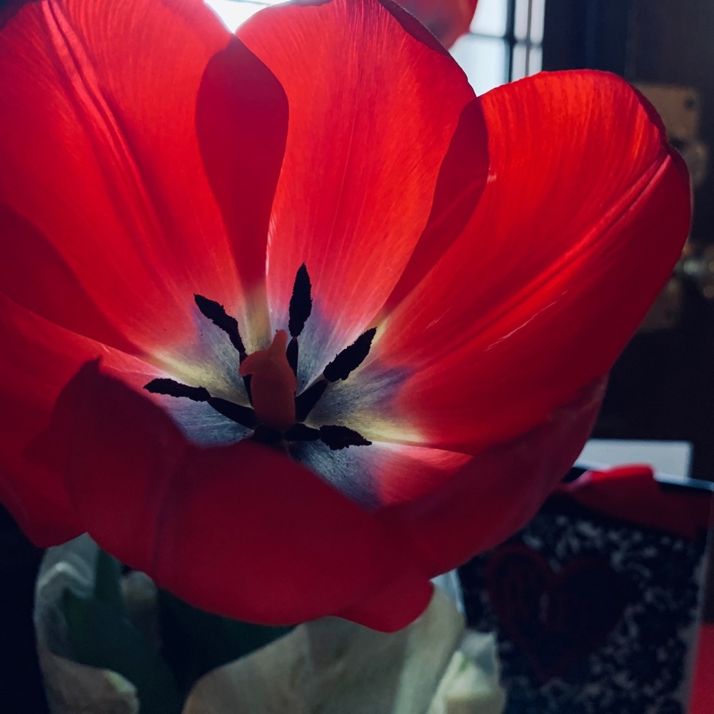 Meet your Posher, Amy